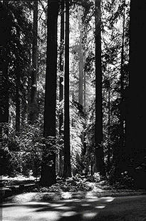 Trees.