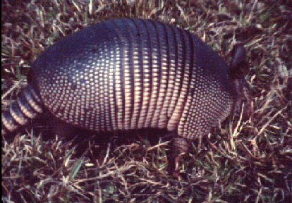 An Armadillo