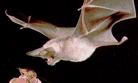A pregnant leaf-nosed bat.  Not a fruitbat, I'm afraid.