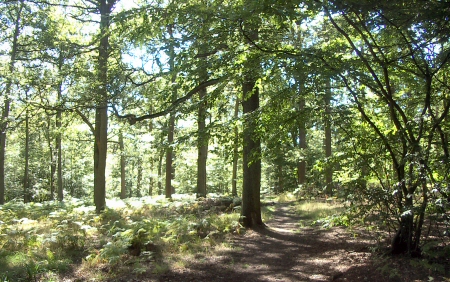Hoddesdon Park Wood glade