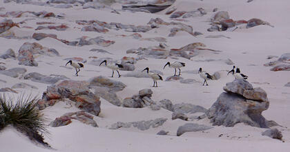 Ibis