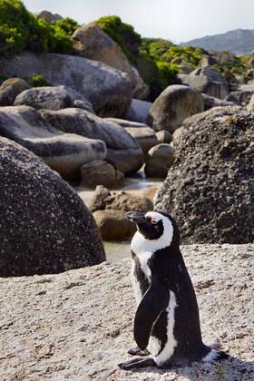 Penguin