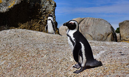 Penguin