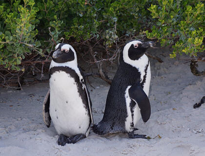 Penguin