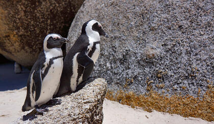 Penguin
