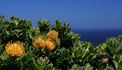 Protea