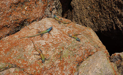 Rainbow lizards