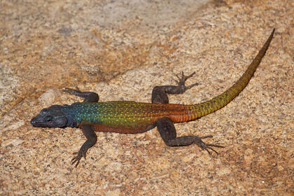 Rainbow lizard