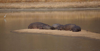Hippos