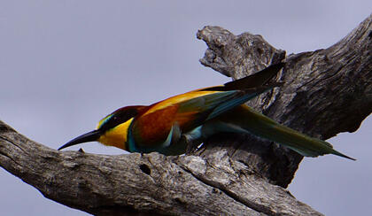 Bee eater