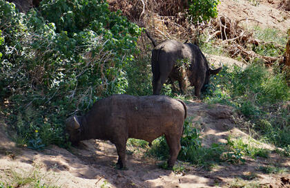 Buffalo