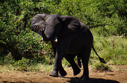 Elephant