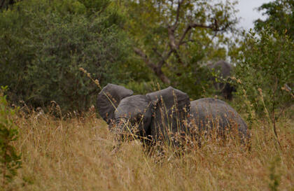 Elephant