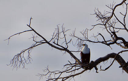 Eagle