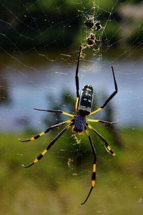 Spider