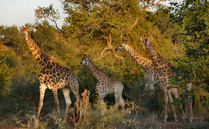 Giraffe
