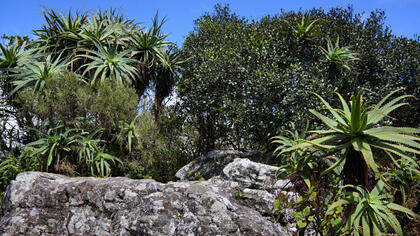 Plants