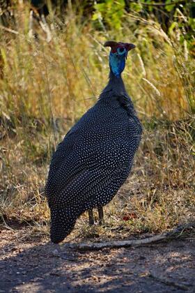 Guineafowl