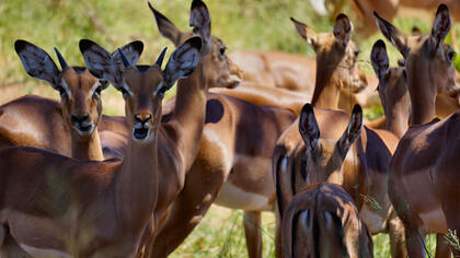 Impala