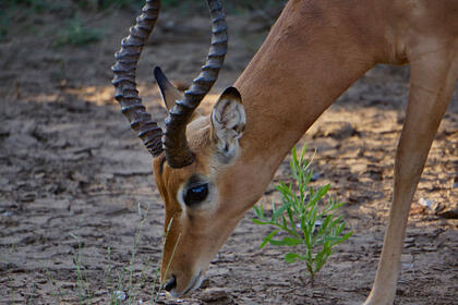 Impala