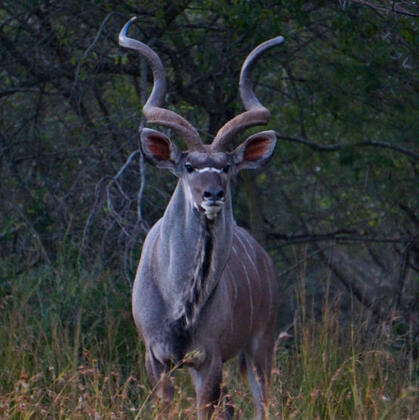 Kudu