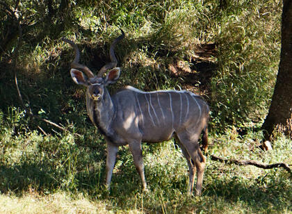 Kudu