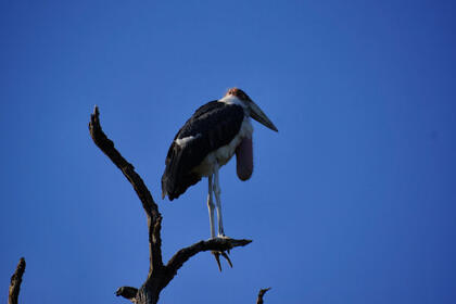 Stork