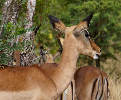 Oxpecker