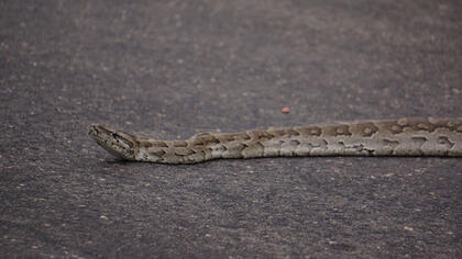 Snake