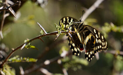 Butterfly