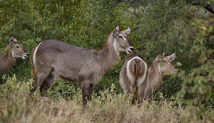 Waterbuck