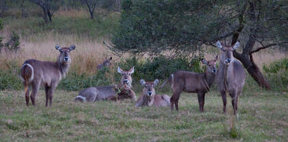 Waterbuck