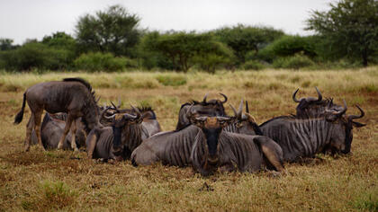 Wildebeest
