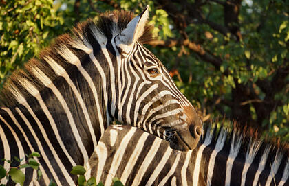 Zebra