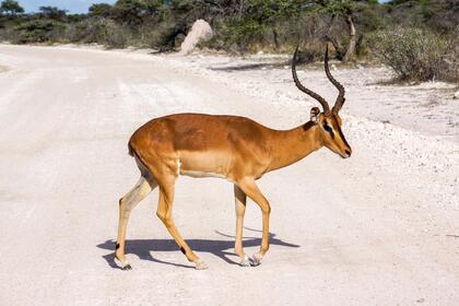 Black-faced Impala