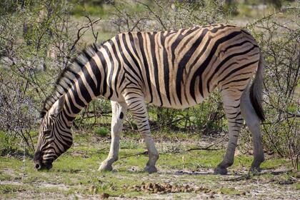 Plains Zebra