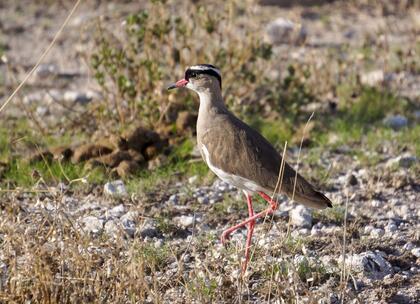 Crowned Lapwing
