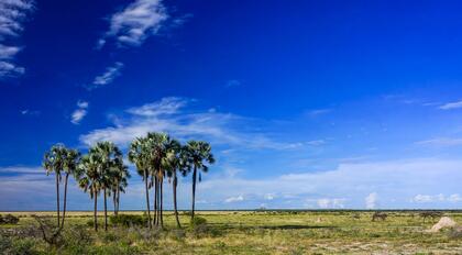 Palms