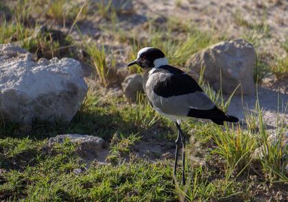 Blacksmith Lapwing
