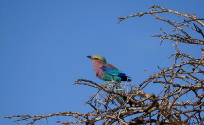 Lilac-breasted Roller