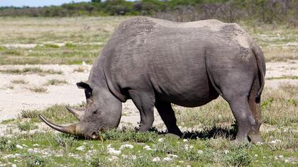 Black Rhino