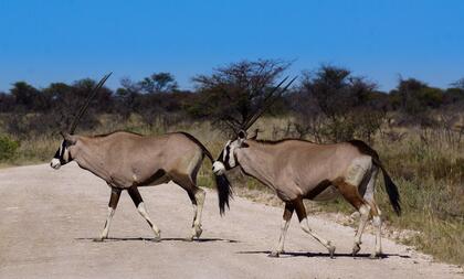Oryx