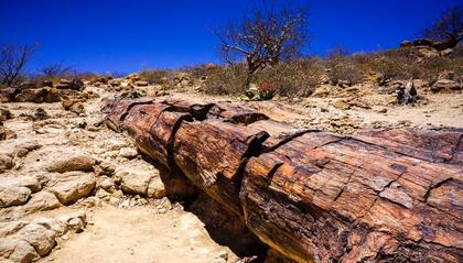 Petrified log