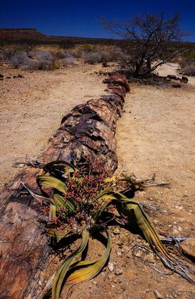 Log and Welwitschia