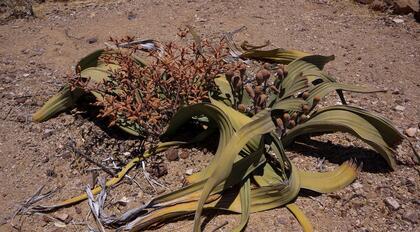Welwitschia