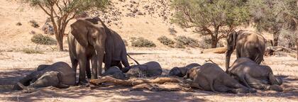 Elephants