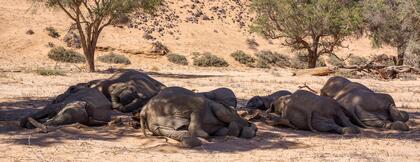 Elephants