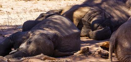 Elephants