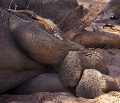 Elephants