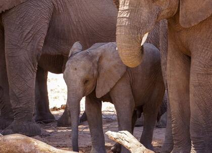 Elephant calf